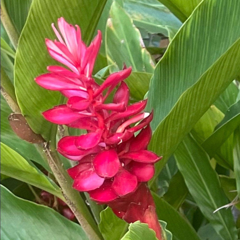 Meet your Posher, Angelique